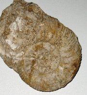 Ammonite species, Jurassic period
