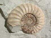 Asteroceras, a Jurassic ammonite from England