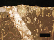 Cross-section of a Carboniferous limestone bored by Jurassic organisms; borings include Gastrochaenolites (some with boring bivalves in place) and Trypanites; Mendip Hills; scale bar = 1 cm.