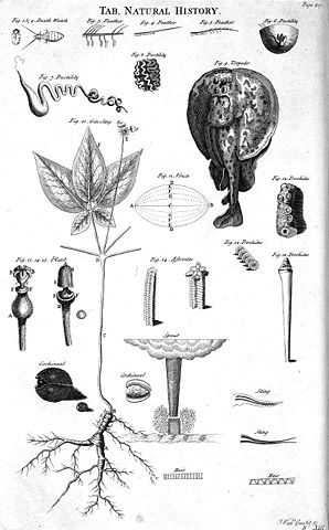 Image:Table of Natural History, Cyclopaedia, Volume 2.jpg