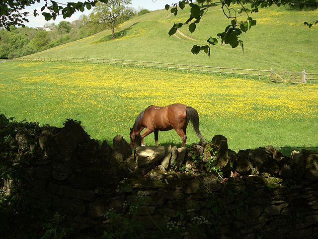 Image:Horse in a field of buttercups English Cotswold countryside in Spring.JPG