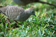 The Zebra Dove has been widely introduced around the world