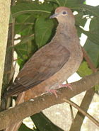 Brown Cuckoo-dove, Macropygia phasianella.