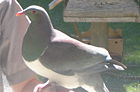 Kererū (New Zealand Pigeon), Hemiphaga novaeseelandiae.