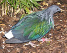 The unusual Nicobar Pigeon, Caloenas nicobarica
