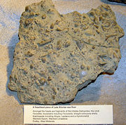 Fossilised Late Silurian shallow sea floor, on display in Bristol City Museum, Bristol, England. From the Wenlock epoch, in the Wenlock limestone, Dudley, West Midlands, England.