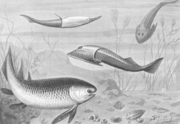 Artist's impression of Silurian fishes