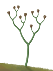 Cooksonia, earliest vascular plant, middle Silurian