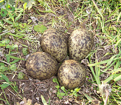 Plover eggs laid on the ground