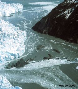 Hubbard Glacier, Alaska squeezes towards Gibert Point on May 20, 2002 The glacier is close to sealing off Russell Fjord at top from Disenchantment Bay at bottom.
