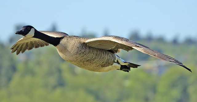 Image:Canada goose flight cropped and NR.jpg