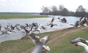 A flock of Greylag Geese (Anser anser)