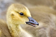 Canada Goose (Branta canadensis) gosling