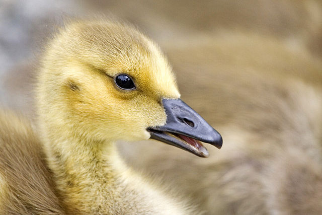 Image:Canada goose gosling - natures pics.jpg