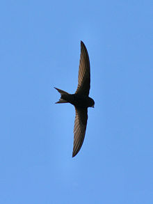 Common Swift, Apus apusNote wing shape different from swallows