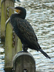 Perching on a post in the Serpentine, London, England.