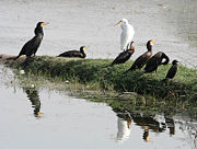 Great Cormorants roosting with Darter (Ahinga), other cormorants & Great Egret near Hodal in  Faridabad District of Haryana, India.