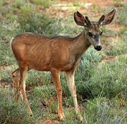 Mule Deer are the most common large animals found in the park.
