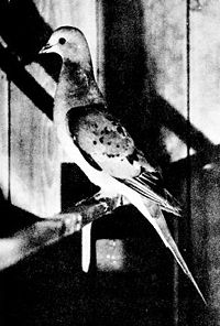 1898 photograph of a live Passenger Pigeon