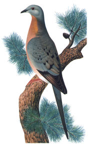 Chromolithograph illustration of male passenger pigeon.