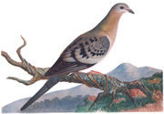 Female passenger pigeon