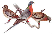 Passenger Pigeon, Ectopistes migratorius, juvenile (left), male (center), female (right).