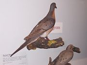 Passenger Pigeon specimens can be seen in the Field Museum, Chicago.