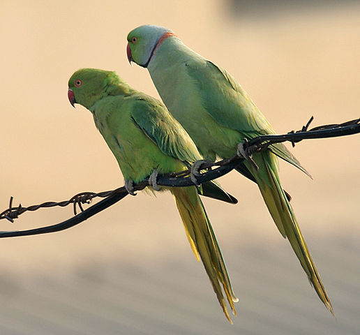 Image:Rose-ringed Parakeets (Male & Female)- During Foreplay at Hodal I Picture 0034.jpg