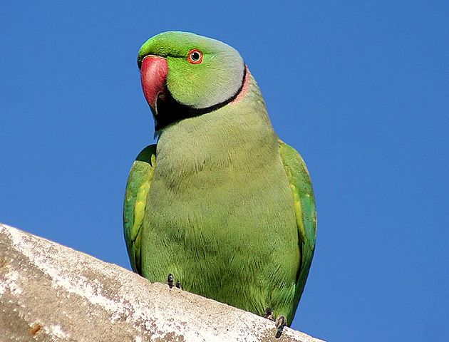 Image:Rose-ringed Parakeet I IMG 9797.jpg