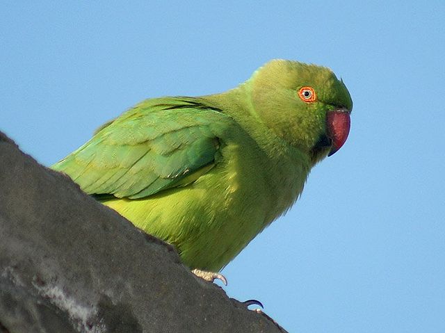 Image:Rose-ringed Parakeet (Female) I2 IMG 9778.jpg