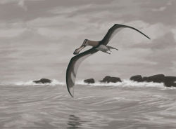 Coloborhynchus piscator, a pterodactyloid.