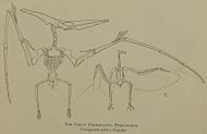 Comparison of a Pteranodon skeleton with that of a modern condor.