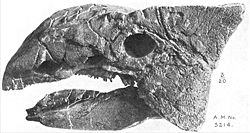 An Ankylosaurus skull, profile view. This specimen is from the Edmonton formation of Alberta.