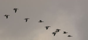 Flock of Barnacle Geese during autumn migration