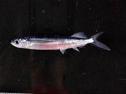 Oxyporhamphus micropterus has been considered either a halfbeak or a flyingfish.
