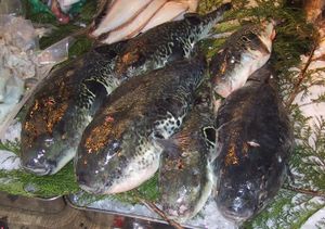 Takifugu rubripes for sale to master fugu chefs at the Tsukiji fish market in Tokyo –  after the highly toxic liver has been removed.