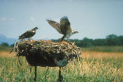 A pair at an artificial nest in Oregon