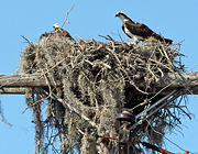 Ospreys adapt well to urban environments, as can be seen here with a nest on a telephone pole.