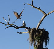 An adult repairing the nest