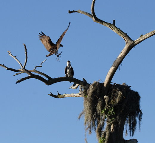 Image:Osprey landing in the nest at Camp Echockotee.JPG