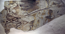 Cast of the holotype specimen of Microraptor gui.