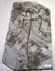 Microraptor zhaoianus fossil displayed in Hong Kong Science Museum.