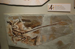Cast of the holotype specimen of Microraptor gui