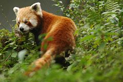 The Red Panda, state animal of Sikkim