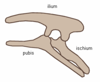 Ornithischian pelvic structure (left side)