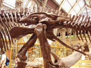 Edmontosaurus pelvis (showing ornithischian structure - left side) Oxford University Museum of Natural History
