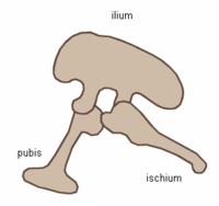 Saurischian pelvic structure (left side)