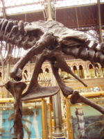 Tyrannosaurus rex saurischian pelvis and hind limbs (left side), taken at the Oxford University Museum of Natural History.