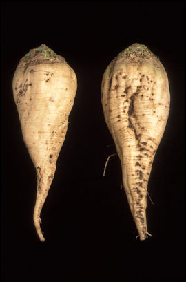 Two sugar beets - the one on the left has been selectively bred to be smoother than the traditional beet, so that it traps less soil.