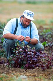 A geneticist evaluates sugar beet plants for resistance to the fungal disease Rhizoctonia root rot.
